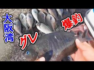【新企画!】ご視聴者さんとふかせ釣りに行ったら爆釣でした!初心者でも楽しめる、大阪湾のグレ釣り!岸和田一文字、沖の北。