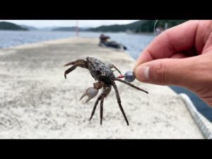 離島の堤防で拾った小カニを落として大物を狙うと…。
