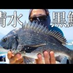 【静岡で黒鯛数釣り】波と風に力戦奮闘！