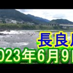 鮎釣り 40㎝高引水笹濁り強 支流牛道川為真橋 上下 和合橋 長良川  2023年