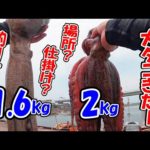【爆釣】大ダコ連発、大阪湾の岸タコ釣り。一日でキロアップの大ダコ２匹ゲットした波止での釣り方や仕掛け紹介。