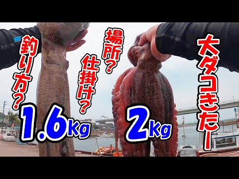【爆釣】大ダコ連発、大阪湾の岸タコ釣り。一日でキロアップの大ダコ２匹ゲットした波止での釣り方や仕掛け紹介。
