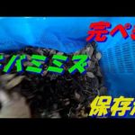 ウナギ釣りにはドバミミズ　これなら保存できます(#^.^#)