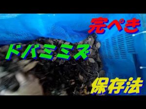 ウナギ釣りにはドバミミズ　これなら保存できます(#^.^#)