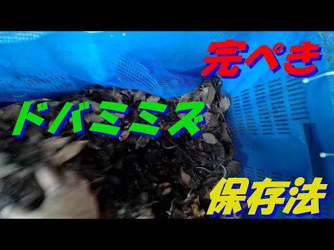 ウナギ釣りにはドバミミズ これなら保存できます(#^.^#)