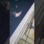 夜釣りにきたよ