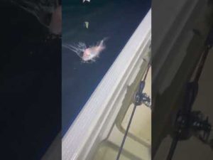 夜釣りにきたよ