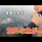 【穴釣り】穴から引きずり出した瞬間めっちゃ大暴れする意外な奴が釣れた！