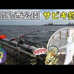 7月の東扇島西公園でサビキ釣り釣査！湾奥で中々釣れない、人気のあの魚の良型をゲット！！