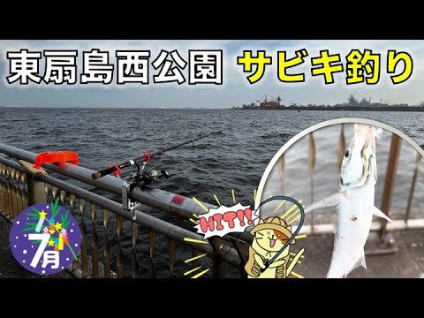7月の東扇島西公園でサビキ釣り釣査！湾奥で中々釣れない、人気のあの魚の良型をゲット！！