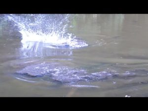 ″ 水深１０ｃｍの沼 ″で、釣りをしたらとんでもない事態になったｗｗｗ