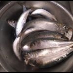 【夜釣り】　2023年7月中旬　小樽港でマイワシ釣り#サバ#石狩湾新港#マイワシ