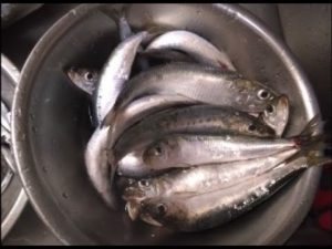 【夜釣り】 2023年7月中旬 小樽港でマイワシ釣り#サバ#石狩湾新港#マイワシ