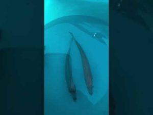 西宮ケーソン　サビキ釣りが楽しい(7/7リアタイ)フィッシングマックス芦屋店