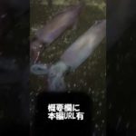 ケンサキイカエギング　いつやるの？　夏の夜でしょ！　（ケンサキイカ堤防釣り）＃short