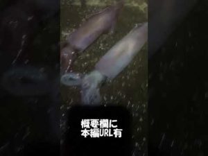 ケンサキイカエギング　いつやるの？　夏の夜でしょ！　（ケンサキイカ堤防釣り）＃short