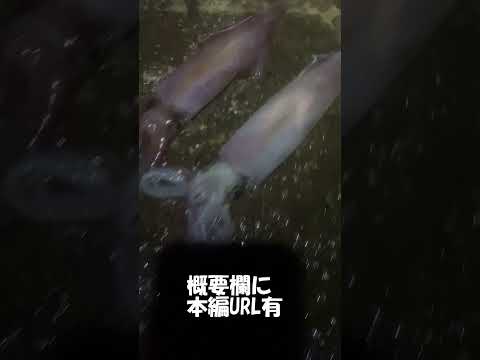 ケンサキイカエギング いつやるの? 夏の夜でしょ! (ケンサキイカ堤防釣り)#short