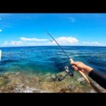 遠浅リーフはお魚天国