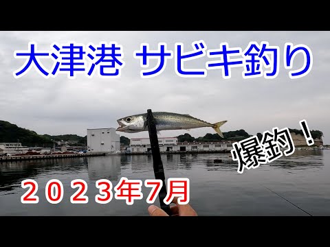 2023年7月　茨城県　大津港　サビキ釣り