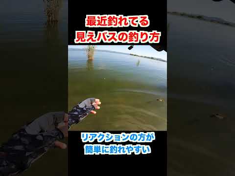 見えバスの釣り方