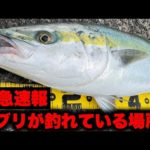 【速報】今、ショアからブリが釣れている場所！！タチウオの釣果も確認されました！！