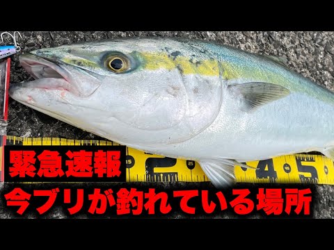 【速報】今、ショアからブリが釣れている場所！！タチウオの釣果も確認されました！！