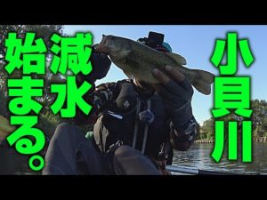 小貝川の減水が始まる。【バス釣りSUP】