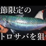 【日本一美味いサバを求めて】わずかな時期しか釣れない大トロ級の巨大ゴマサバを岸から狙う！
