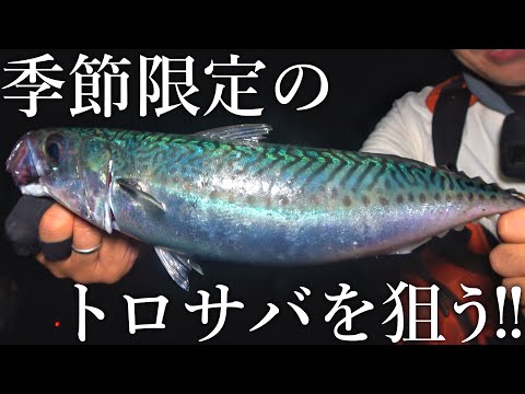 【日本一美味いサバを求めて】わずかな時期しか釣れない大トロ級の巨大ゴマサバを岸から狙う！