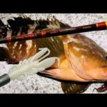 【アコウ釣り】防波堤から高級魚を釣り上げるために注力しているポイント【キジハタ釣り】