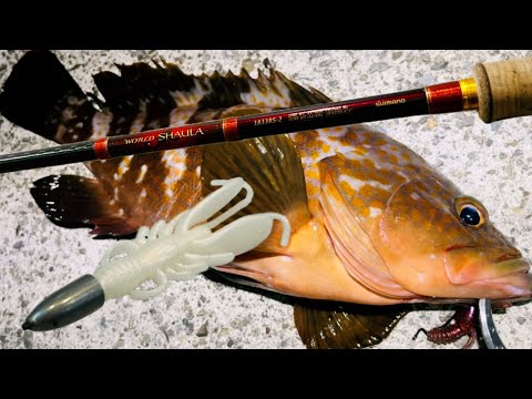 【アコウ釣り】防波堤から高級魚を釣り上げるために注力しているポイント【キジハタ釣り】