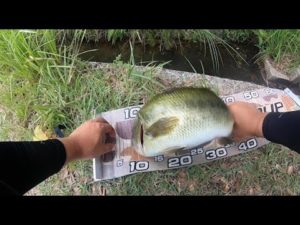 【バス釣り】夏のバテた魚に効果的な釣り方・ワームを過去の釣行でまとめてみたセオリー無視だった件【８月のバス釣り】【ライトリグ】【濁ったら...】【復活投稿】