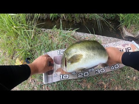 【バス釣り】夏のバテた魚に効果的な釣り方・ワームを過去の釣行でまとめてみたセオリー無視だった件【8月のバス釣り】【ライトリグ】【濁ったら...】【復活投稿】