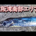 大阪湾南部エリアに大型タチウオをテンヤで釣りに行った結果【2023太刀魚】