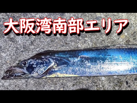 大阪湾南部エリアに大型タチウオをテンヤで釣りに行った結果【2023太刀魚】