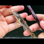 【小声】ハゼ釣り生放送