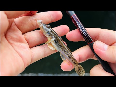 【小声】ハゼ釣り生放送