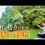 森に囲まれた神社の野池でへらぶな釣り【梶ノ宮池】