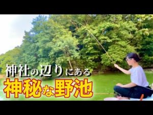 森に囲まれた神社の野池でへらぶな釣り【梶ノ宮池】