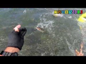 鮎釣り日記23 8 3