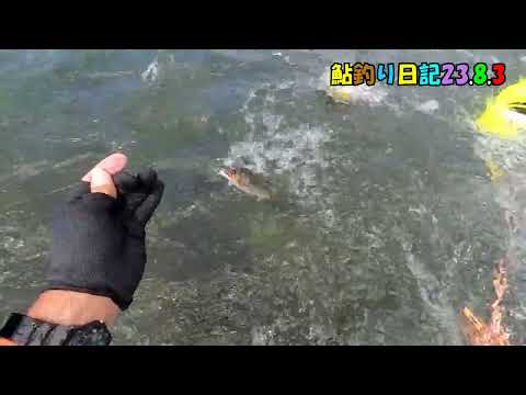 鮎釣り日記23 8 3