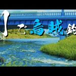 【エギング】烏賊は川の上流何キロまで生息しているのか？　2023　8月