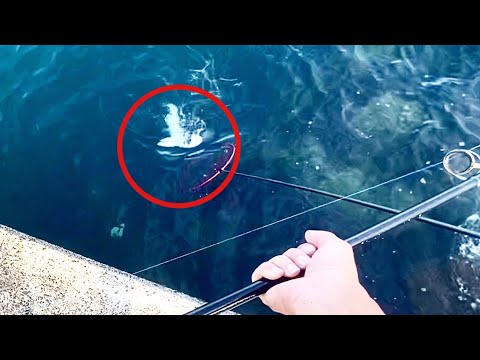 堤防から100㎝を越える怪物連発した。