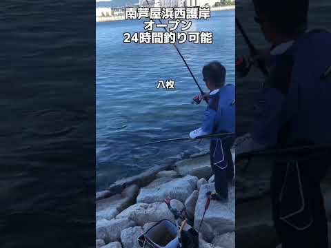 24時間釣り可能！南芦屋浜西護岸釣果情報！　チヌ爆釣！アジサビキで釣れる！　フィッシングマックス芦屋店