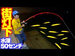漁港の街灯下であの高級魚が爆沸きしていた！！