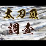 【淡路島】太刀魚シーズン調査 テンヤ引き釣りは最強か？