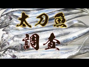 【淡路島】太刀魚シーズン調査 テンヤ引き釣りは最強か？