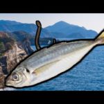 生きたアジをエサにするのも魚が大量にいる海の上なら最強説