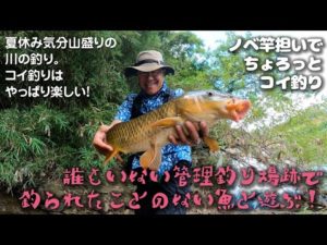 【のべ竿担いで】夏休み気分山盛りの川の釣り！@千葉県・夷隅川フィッシングパーク跡地【ちょろっとコイ釣り】