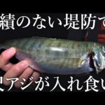 堤防で尺アジが連発！初めて訪れた漁港で想定外のデカアジが入れ食い状態になりました